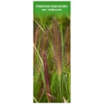 pennisetum-alopecuroides-var-viridescens1