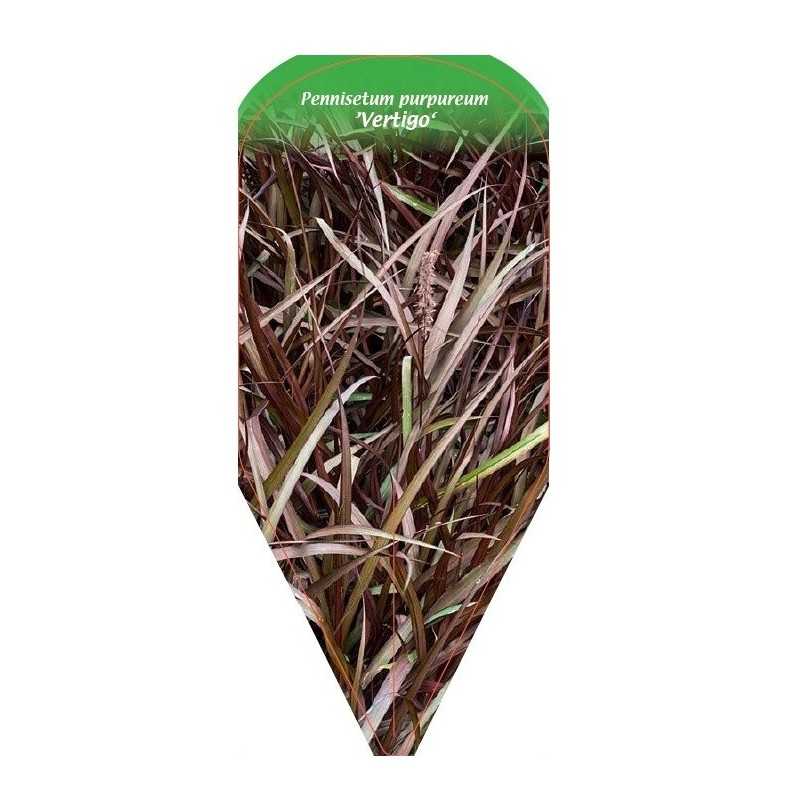 pennisetum-purpureum-vertigo-1