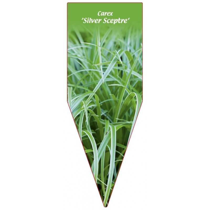 carex-silver-sceptre-1