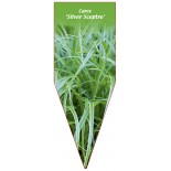 carex-silver-sceptre-1