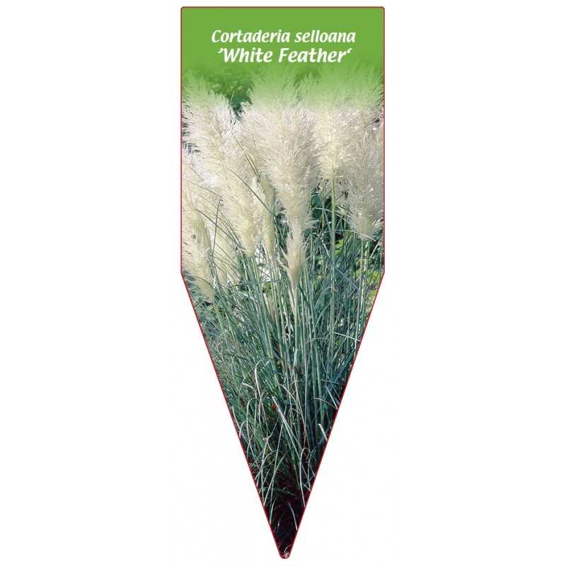 cortaderia-selloana-white-feather-1