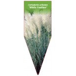 cortaderia-selloana-white-feather-1