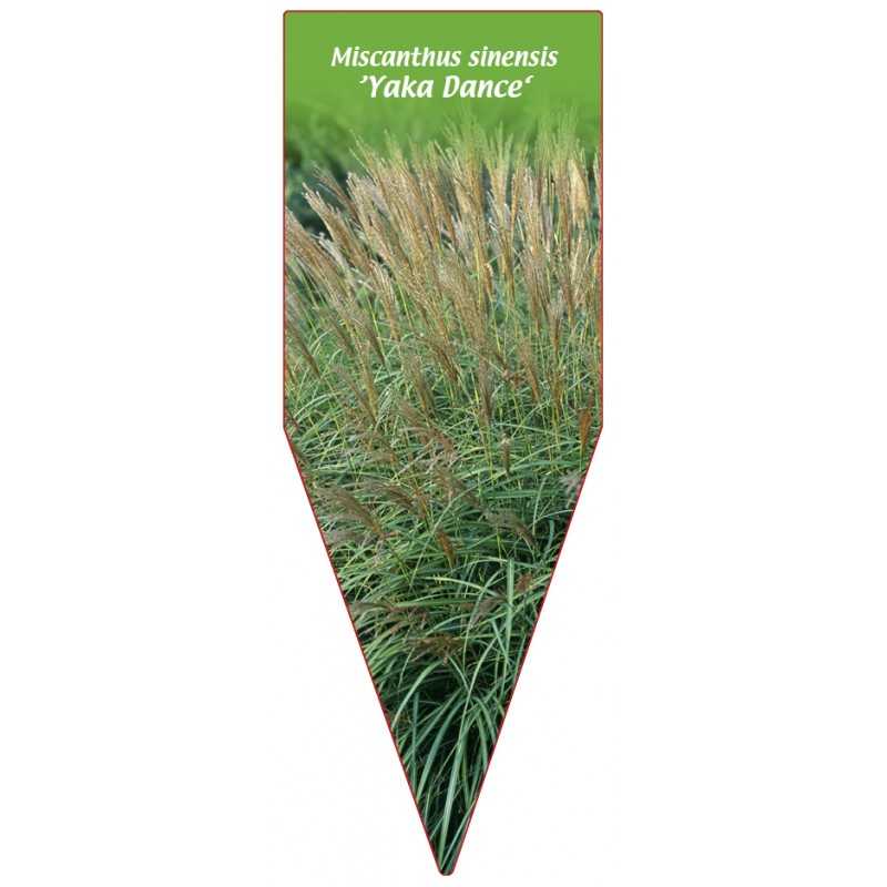 miscanthus-sinensis-yaka-dance-1