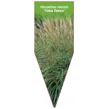 miscanthus-sinensis-yaka-dance-1