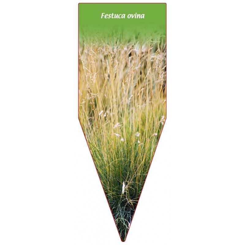 festuca-ovina1