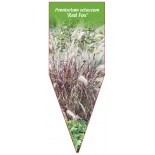 pennisetum-setaceum-red-fox-1