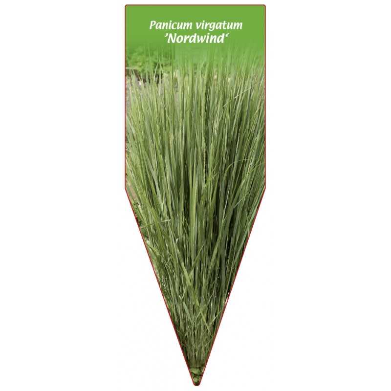 panicum-virgatum-nordwind-1