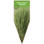 panicum-virgatum-nordwind-1