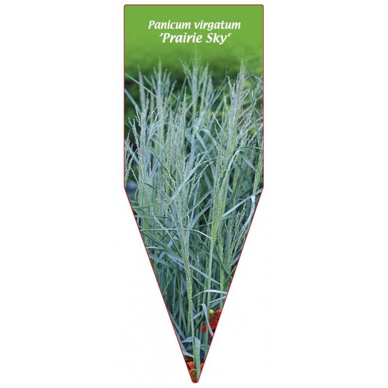 panicum-virgatum-prairie-sky-1