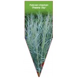 panicum-virgatum-prairie-sky-1