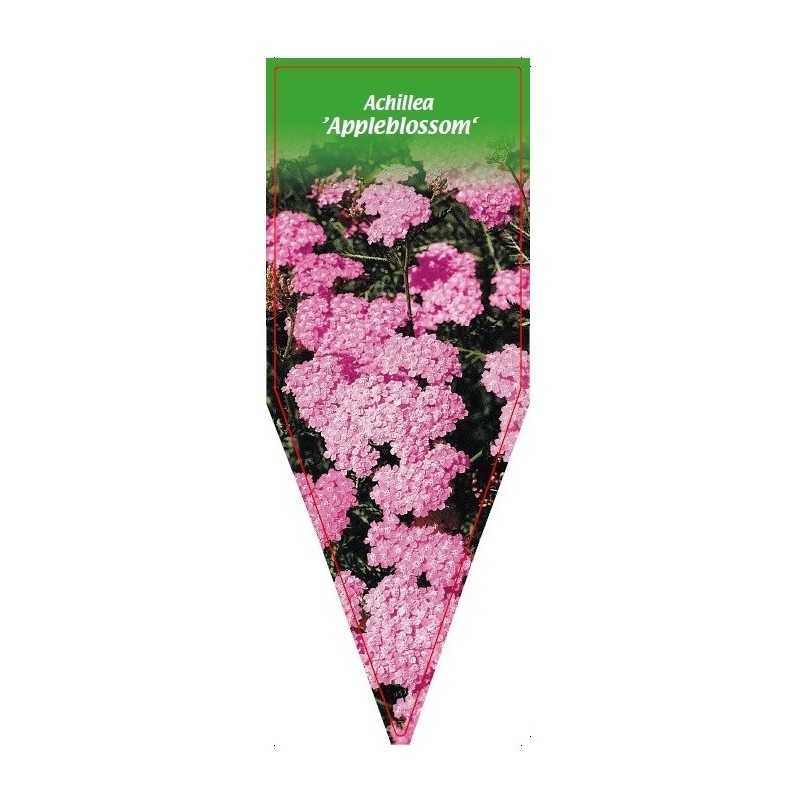 achillea-appleblossom-1