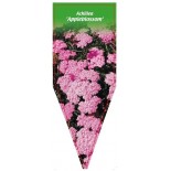 achillea-appleblossom-1