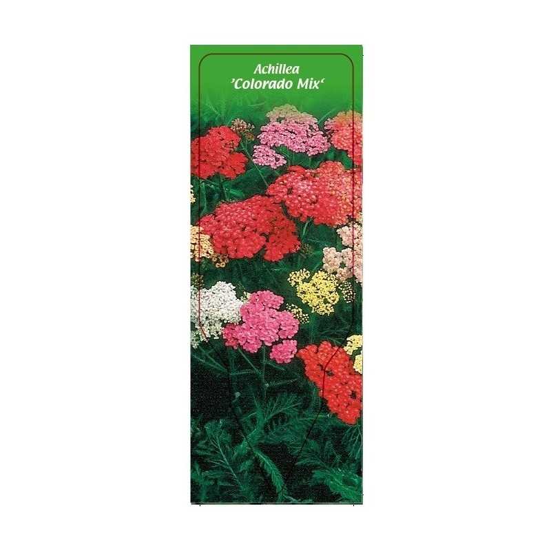 achillea-colorado-mix-1