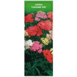 achillea-colorado-mix-1