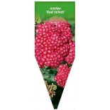 achillea-red-velvet-1