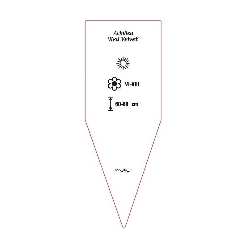 achillea-red-velvet-0
