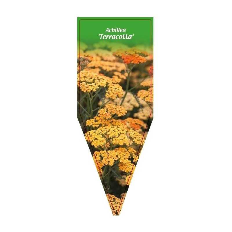 achillea-terracotta-1