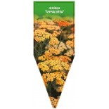 achillea-terracotta-1