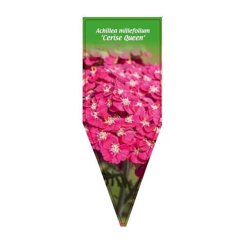 achillea-millefolium-cerise-queen-1