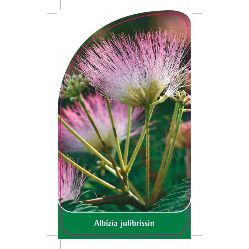 albizia-julibrissin-b1