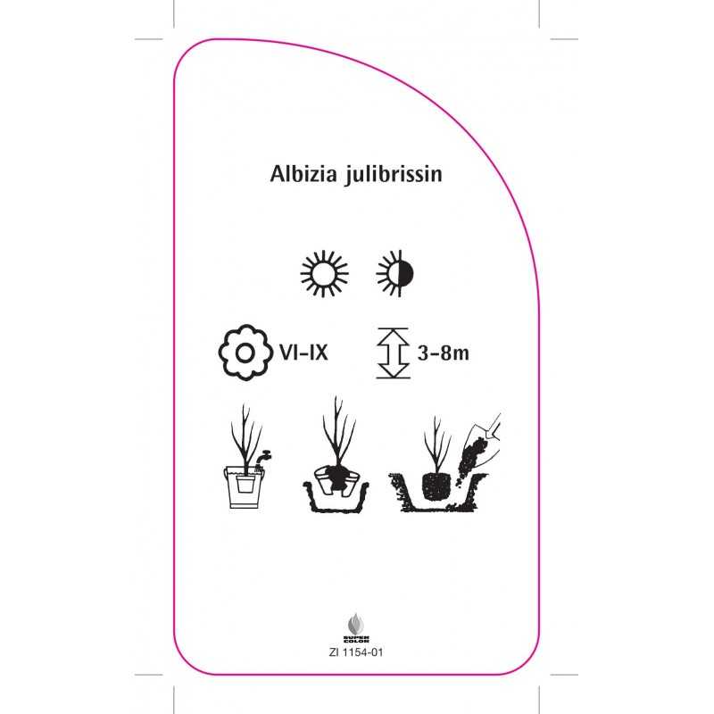 albizia-julibrissin-b0