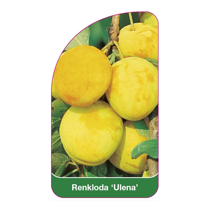 renkloda-ulena-0