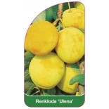 renkloda-ulena-0