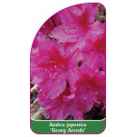 azalea-japonica-georg-arends-etykieta-01