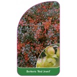 berberis-red-jewel-0