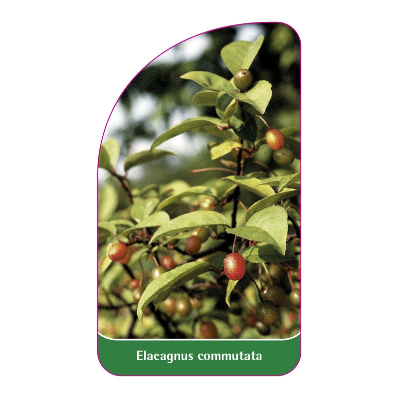 elaeagnus-commutata1