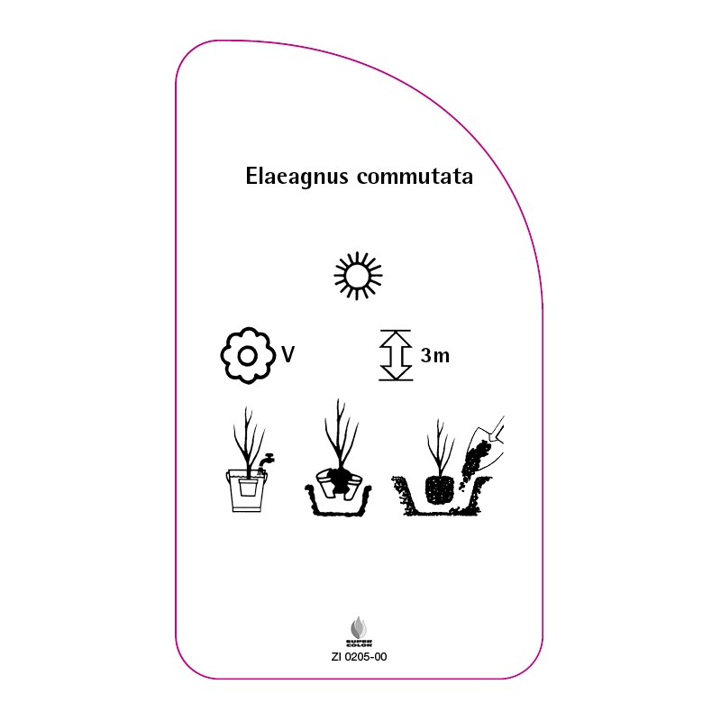 elaeagnus-commutata0