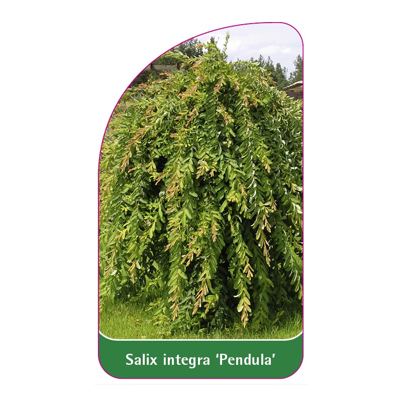 salix-integra-pendula-1