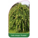 salix-integra-pendula-1