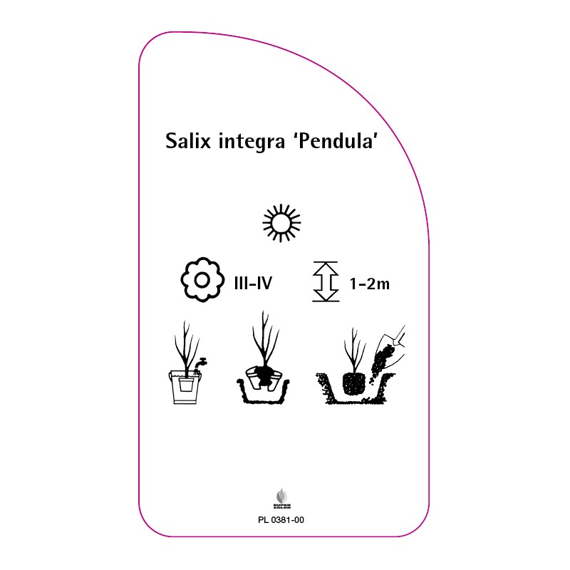 salix-integra-pendula-0