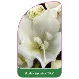 azalea-japonica-cita-0