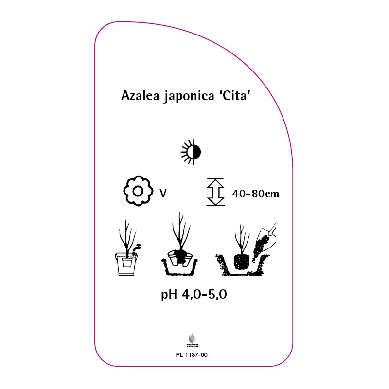 azalea-japonica-cita-1