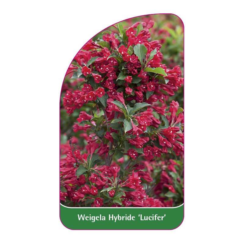 weigela-hybride-lucifer-1