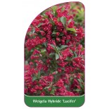 weigela-hybride-lucifer-1