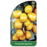 fortunella-japonica-kumquat0