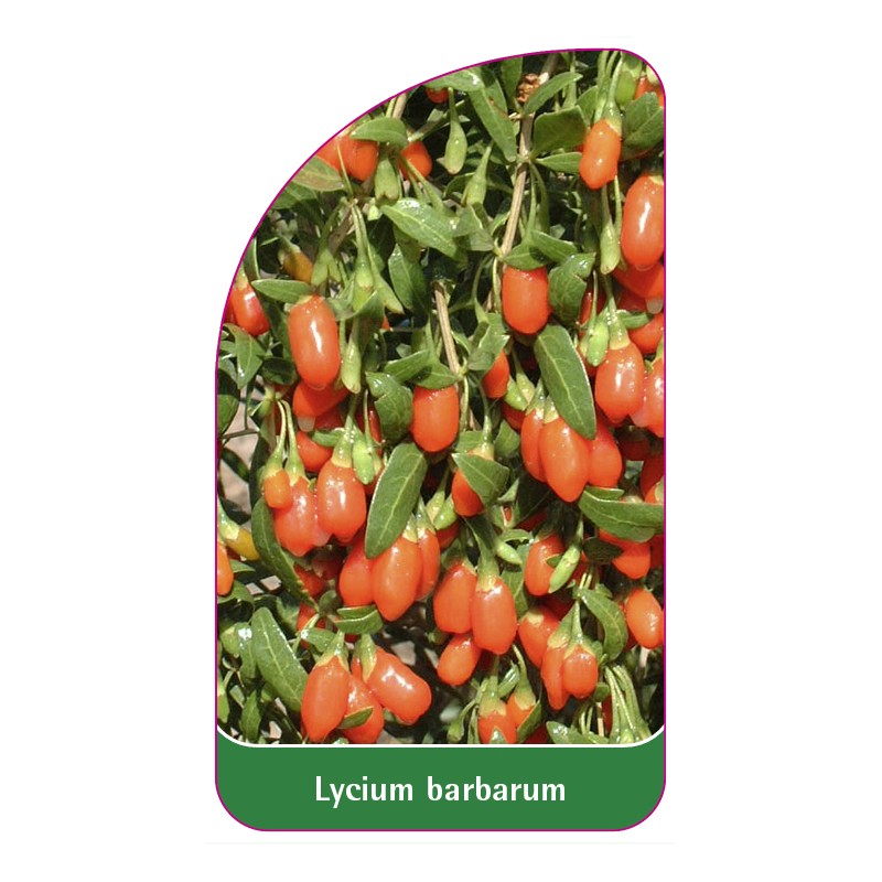 lycium-barbarum0