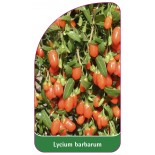 lycium-barbarum0