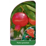 punica-granatum1