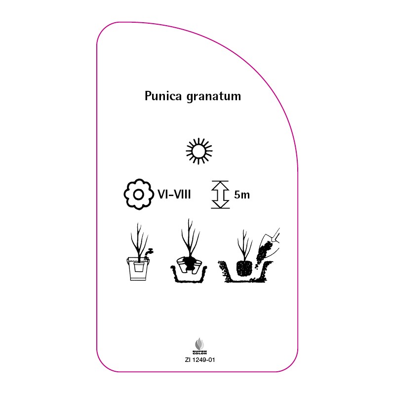 punica-granatum0