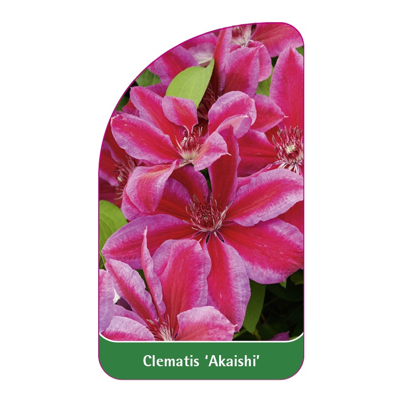 clematis-akaishi-b0