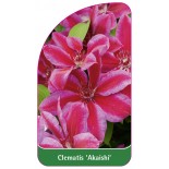 clematis-akaishi-b0