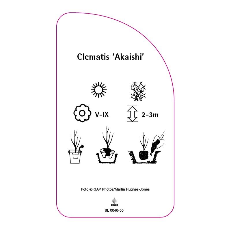 clematis-akaishi-b1