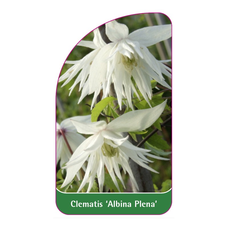 clematis-albina-plena-0