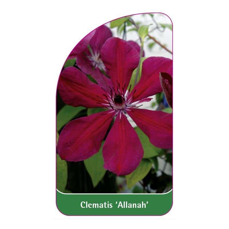 clematis-allanah-0