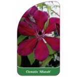 clematis-allanah-0