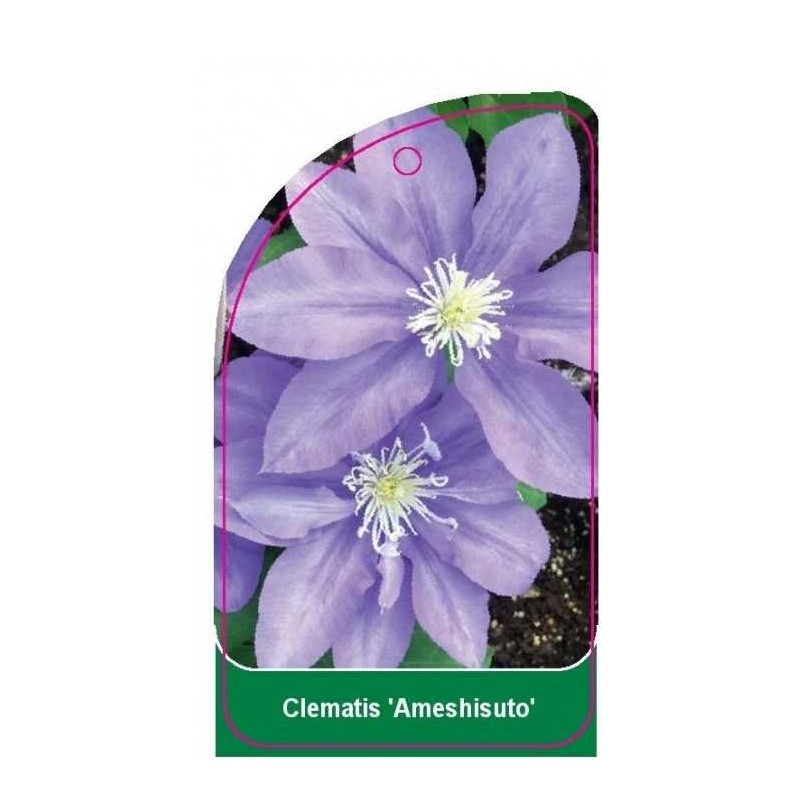 clematis-ameshisuto-a0